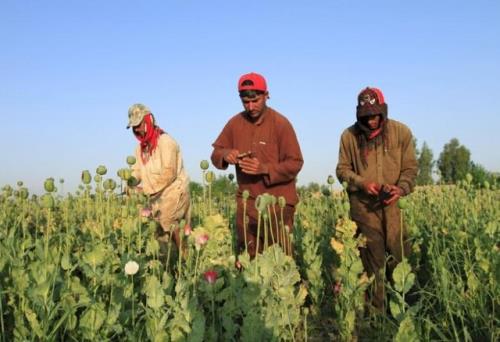 رشد ۳ برابری ارزش موادمخدر بین کشاورزان افغانستانی و احتمال افزایش کشت خشخاش و شاهدانه