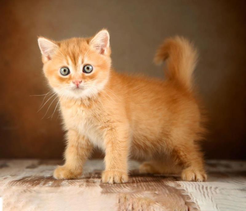 آموزش نگهداری از توله سگ هاسكی