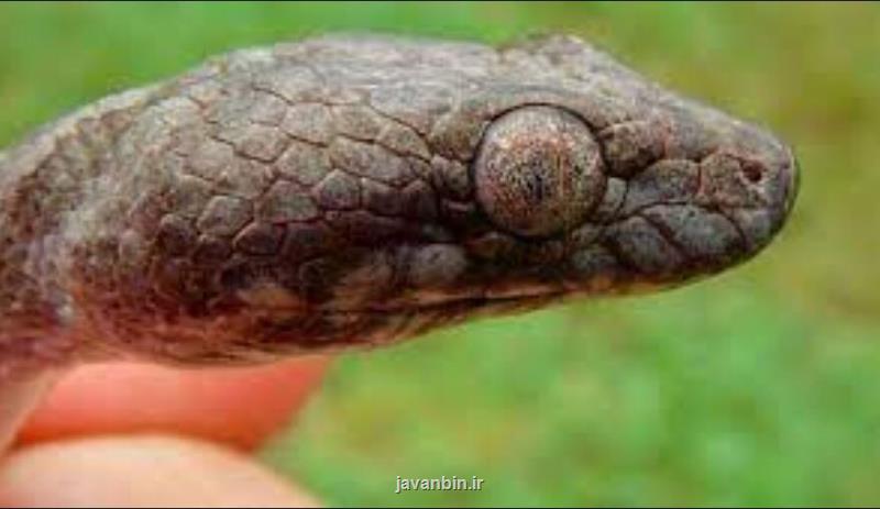 نام خوفناک یک مار کمیاب با ظاهری عجیب