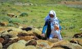 سهم ۵۰ درصدی زنان از تولیدات عشایری و روستایی آذربایجان غربی