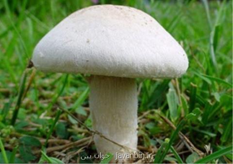 این نكات را در تشخیص سمی بودن قارچ ها جدی بگیرید