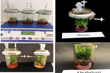 ردیابی ویروس ها و سالم سازی پایه و ارقام مختلف زردآلو