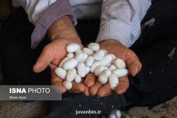 ۳۰ درصد نوغان داری كشور توسط مددجویان امداد انجام می شود